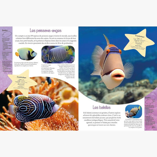 Mon grand animalier de la mer - Le Comptoir Maritime - 2